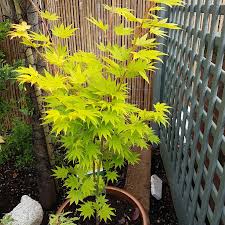 Maybe you would like to learn more about one of these? Acer Shirasawanum Jordan Plants Image Database