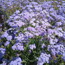 Image result for Ageratum