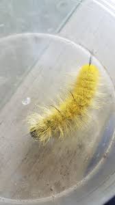 Very fuzzy yellow caterpillar, its about 2-12 inches long, located in  southwestern Ontario, Canada. Is it a ok bug or stay far away from bug? :  rwhatsthisbug