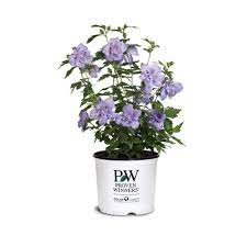 2 Gal Blue Chiffon Rose Of Sharon Hibiscus Plant With Blue Flowers 14714 The Home Depot Hibiscus Plant Rose Of Sharon Hibiscus Shrub