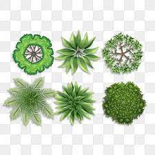 Top View Small Tree Plant Top View Layout Plan Png Transparent Clipart Image And Psd File For Free Download In 2021 Tree Photoshop Yellow Tree Tree Free