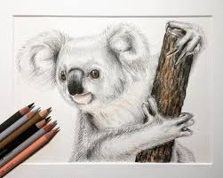 Koala Illustration Drawing Pencil Drawing Animal Drawing Koala Illyustraciya Risunok Cvetnye Kar Animal Drawings Pencil Drawings Of Animals Koala Drawing