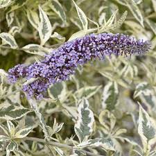 Image result for buddleia davidii