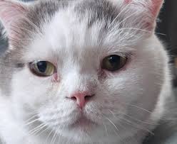 托住毛手睡覺向Latte，温文爾雅，特別可愛，你們主子睡姿又如何？