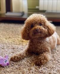 Find toy poodles for sale in san diego on oodle classifieds. Poodle Breeders In California Top 5 Picks 2022 We Love Doodles