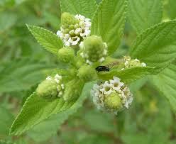 Image result for Lippia javanica
