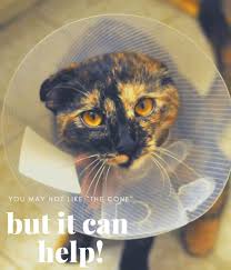 Caring For Your Dog Or Cat After Surgery Your Dog Cats Your Pet