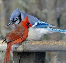 Birds That Look Like Cardinals Very Unusual To See These Two Together Pet Birds Red Birds Animals Beautiful