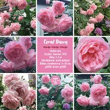 Use special fertilizer regularly to encourage new growth during the following. Rosenportrats A Z Sugar Rose