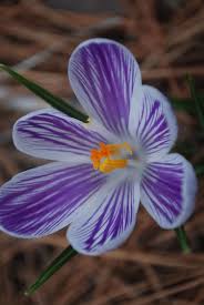 The Pale Purple To Magenta Four Petaled Flowers Bloom From March To May Narcissus Flower Purple Flower Names Purple Flowers