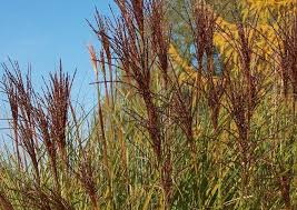 By now, the china grass would have completely dissolved.grind 1 nungu coarsely.now add the nungu paste,china grass mixture to the nungu rosemilk mixture. Chinagras Gracillimus Als Saubere Graserhecke