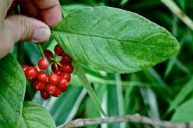 Image result for Psychotria heterosticta