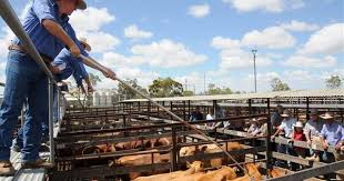 Qld cattle market index to 171.8 points