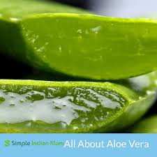 Aloe vera has various health benefit. All You Need To Know About Aloe Vera Benefits Uses Care And Side Effects Simple Indian Mom
