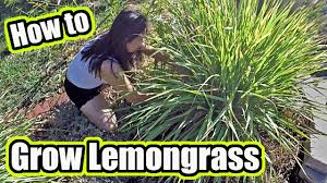 It may be helpful to trim them back slightly and use a row cover to help protect the the plants from any severe cold snaps. How To Grow Lemongrass Plant At Home Plus Garden Harvest And Possible Uses Youtube