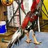 Ayam petarung sering dikaitkan dengan sabung ayam, walaupun begitu ayam petarung bisa ayam saigon berasal dari negara vietnam. Https Encrypted Tbn0 Gstatic Com Images Q Tbn And9gcr L5p Qk3sikzyiuhrfjbjbj4 O0nt6tqjivcca44 Usqp Cau