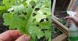 Maybe you would like to learn more about one of these? Penggunaan Racun Serangga Di Cameron Highlands Masih Tinggi Sarawakvoice Com