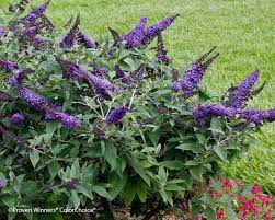 Buddleia Pugster Blue Butterfly Bush Fragrant Flowers Plants