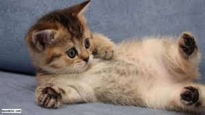 Kedi Resimleri Komik Kedi Resimleri Sevimli Hayvan Yavrulari Sevimli Kediler