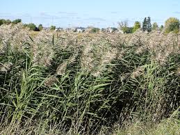 Image result for Phragmites mauritianus