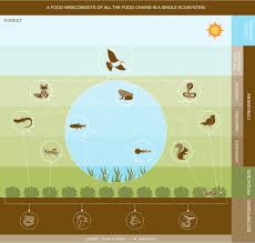 The entirety of interrelated food chains in an ecological community. Food Web Definition Examples Expii