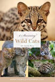 Six Stunning Wild Cats Of Costa Rica Wildlife Travel Wilderness Travel Wild Cats