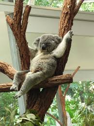 Lone Pine Koala Sanctuary Cute Animals Cute Baby Animals Animals