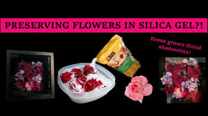 Where to buy silica gel to preserve flowers. Preserving Flowers In Silica Gel Making A Home Grown Floral Shadow Box Youtube
