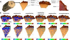 Image result for Putterlickia