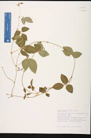 Image result for Vigna hosei