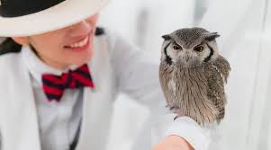 Owl cafe tokyo Akiba Fukurou