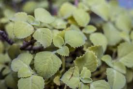 The species is hermaphrodite (has both male and female organs) and is pollinated by bees. How To Plant Grow And Harvest Caraway