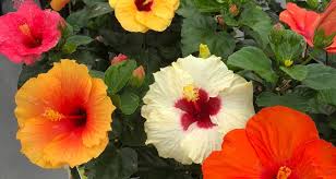 Image result for Hibiscus ludwigii