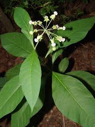 Image result for Asclepias buchwaldii