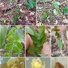 Image result for Phyllanthus muellerianus