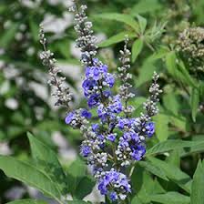Image result for Vitex amaniensis