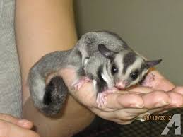 Different Colors Of Sugar Gliders Exotic Nutrition