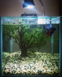 Nano Planted Tank In 2020 Propagating Plants Planted Aquarium Plant Care