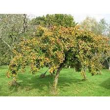 Check spelling or type a new query. Medlar Mespilus Germanica Buy Heritage Fruit Trees Habitat Aid