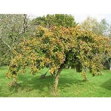 Hardy to minus 25 degrees f., usda zone 4, medlar is pest and disease resistant and can bear 20 lbs. Medlar Mespilus Germanica Buy Heritage Fruit Trees Habitat Aid