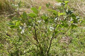 Image result for Flemingia strobilifera