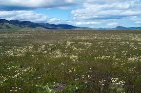 | meaning, pronunciation, translations and examples. California Native Grasslands Association Home