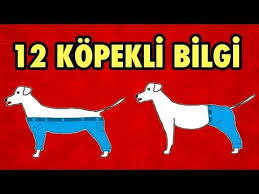 Kopekler Ile Ilgili 12 Ilginc Fotografli Bilgi Bilgi Kopek Youtube