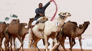 All content on this website is for informational purposes only. Camels Banned From Saudi Beauty Contest Over Botox Bbc News