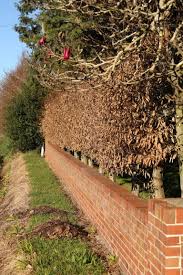 Image result for hornbeam hedge in winter