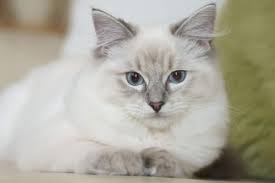 No sooner do you vacuum and mop your floor, thinking no provide a healthy diet for your ragdoll baby. Ragdoll Cat Breed Information Pet365