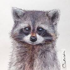 Drawing Pencil Cute Coloring 57 Trendy Ideas Raccoon Illustration Animal Art Raccoon Art