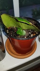 It's winter and not the best season to propagate house plants. I Stuck This Raindrop Peperomia Leaf In Dirt On February 26 After I Accidentally Broke Of The Tip Off I Have Finally Been Rewarded With Baby Leaves Propagation