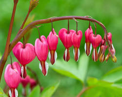 Image de Bleeding Heart (Dicentra spectabilis) flower