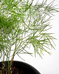 Image result for Asparagus macowanii